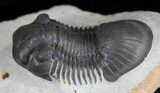 Detailed Paralejurus Trilobite - Great Specimen #24828-2